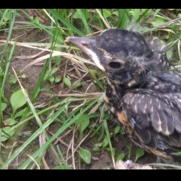 Meet your Posher, Sheri lee - Picture 4 of 13